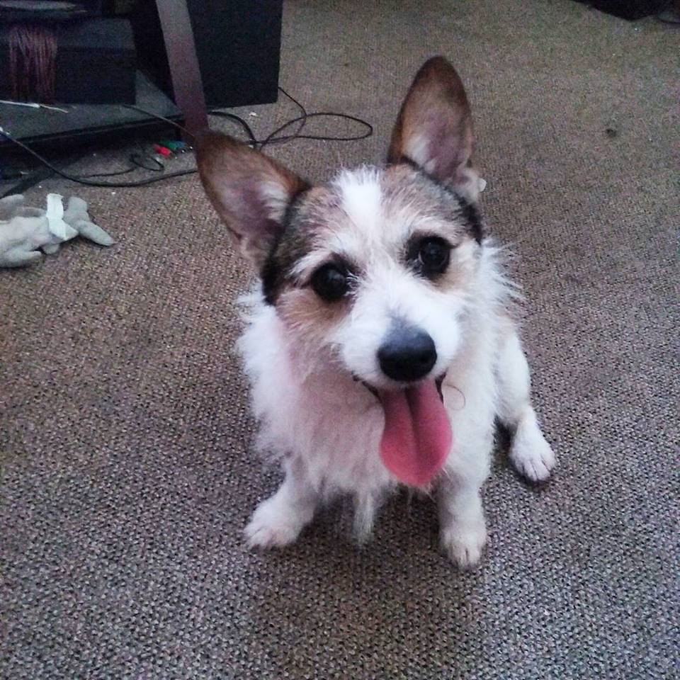 11181087_10207212501056563_2191672147557949160_n