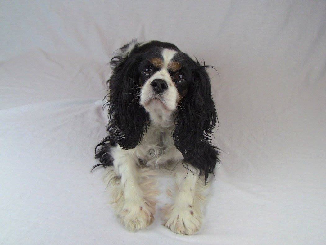 12916191_10208933625003586_2235662850053834401_o