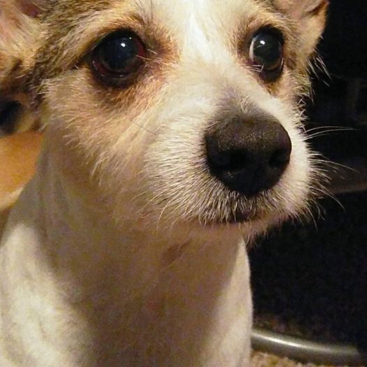 13435411_10209454153616476_8226448109409419905_n